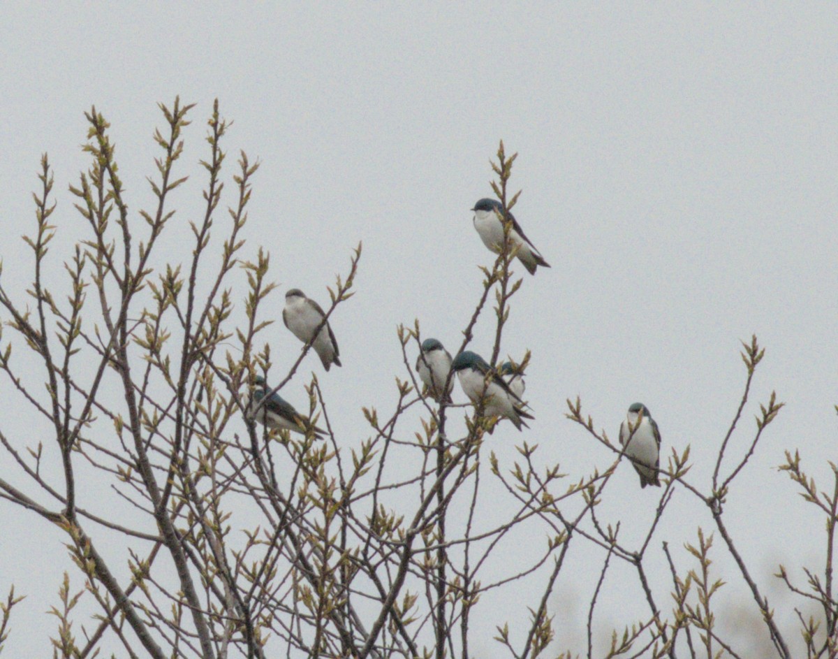 Tree Swallow - Mass Audubon North Shore