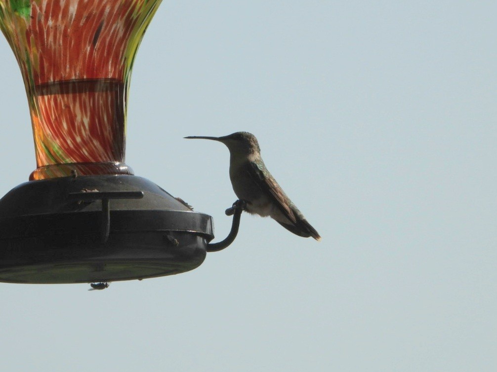 Black-chinned Hummingbird - ML618348826