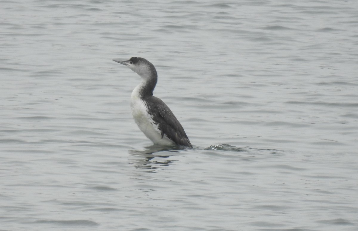 Red-throated Loon - ML618348878