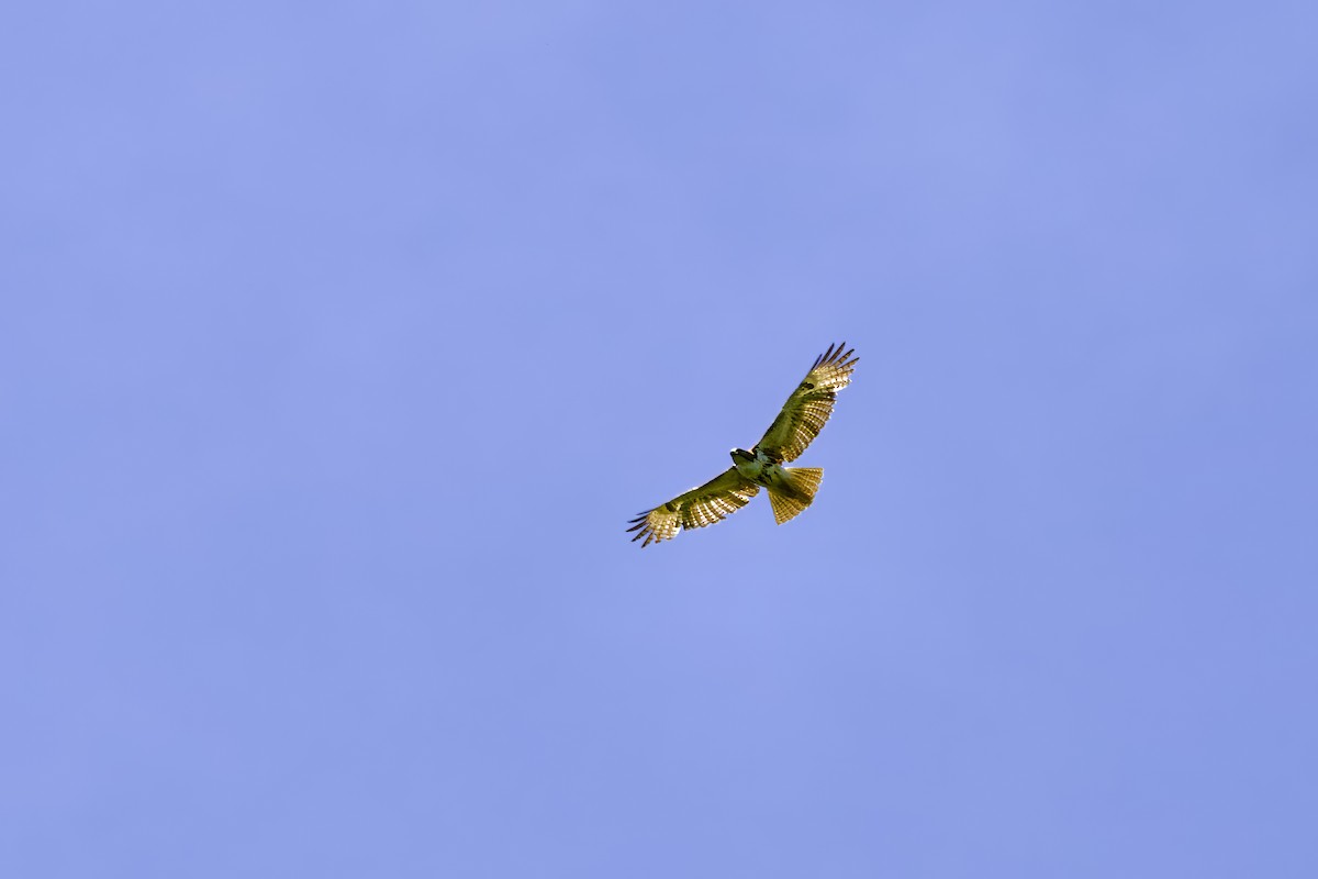 Red-tailed Hawk - ML618348916