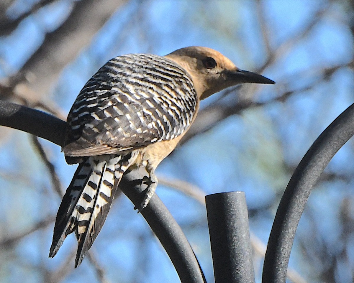 Gila Woodpecker - ML618348927