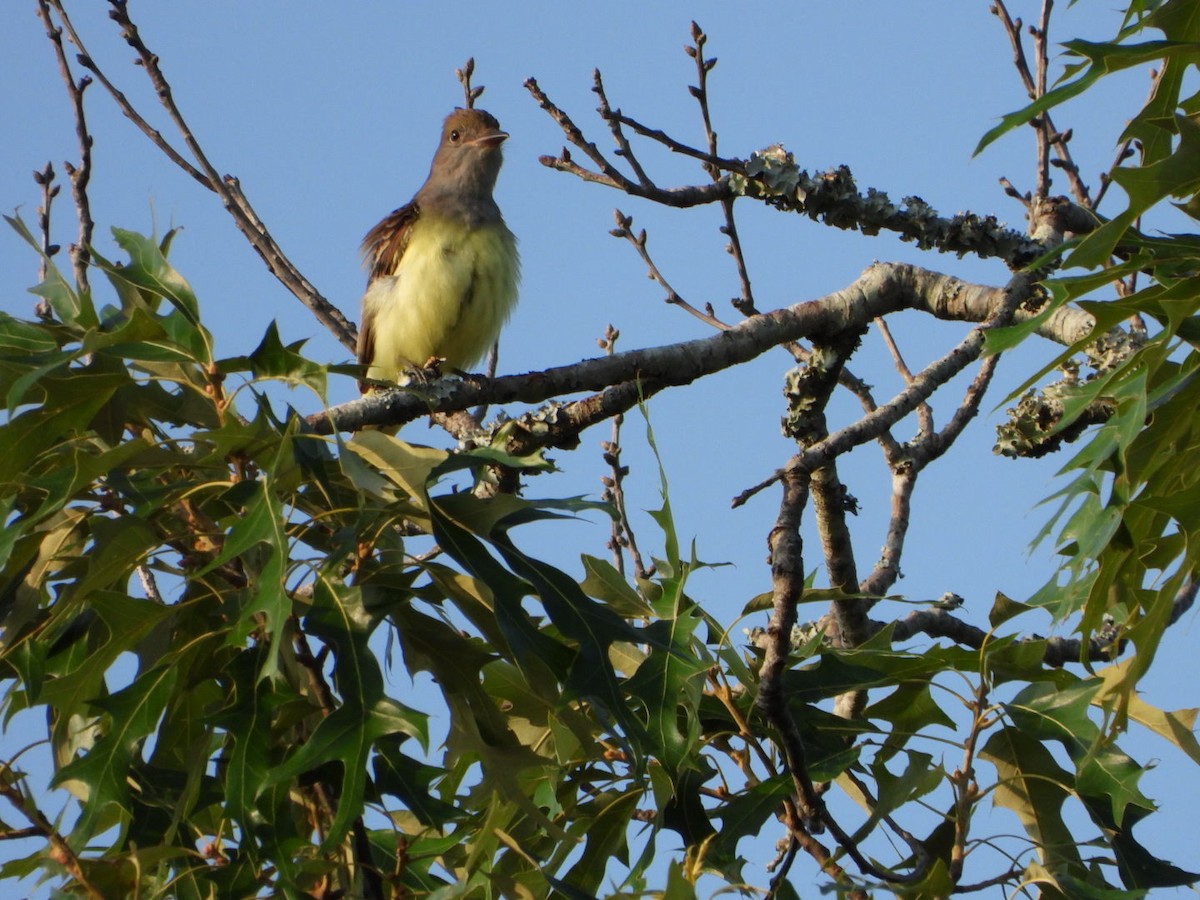 Great Crested Flycatcher - ML618348928