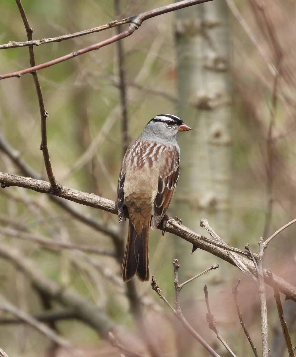 White-crowned Sparrow - ML618348960