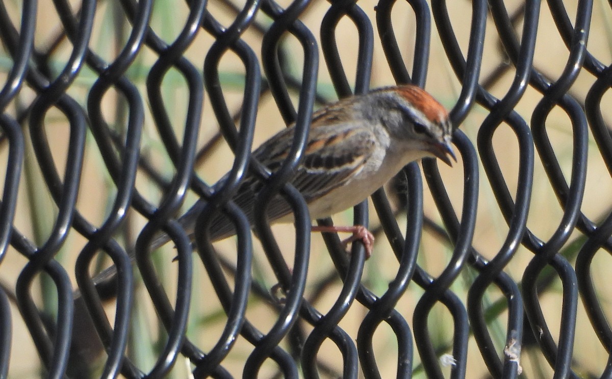 Chipping Sparrow - ML618348961
