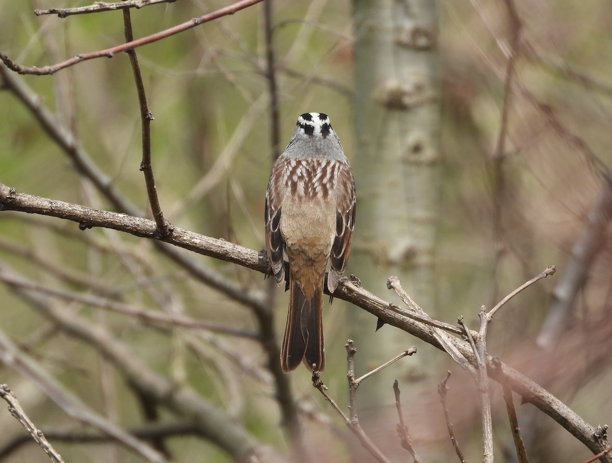 White-crowned Sparrow - ML618348964