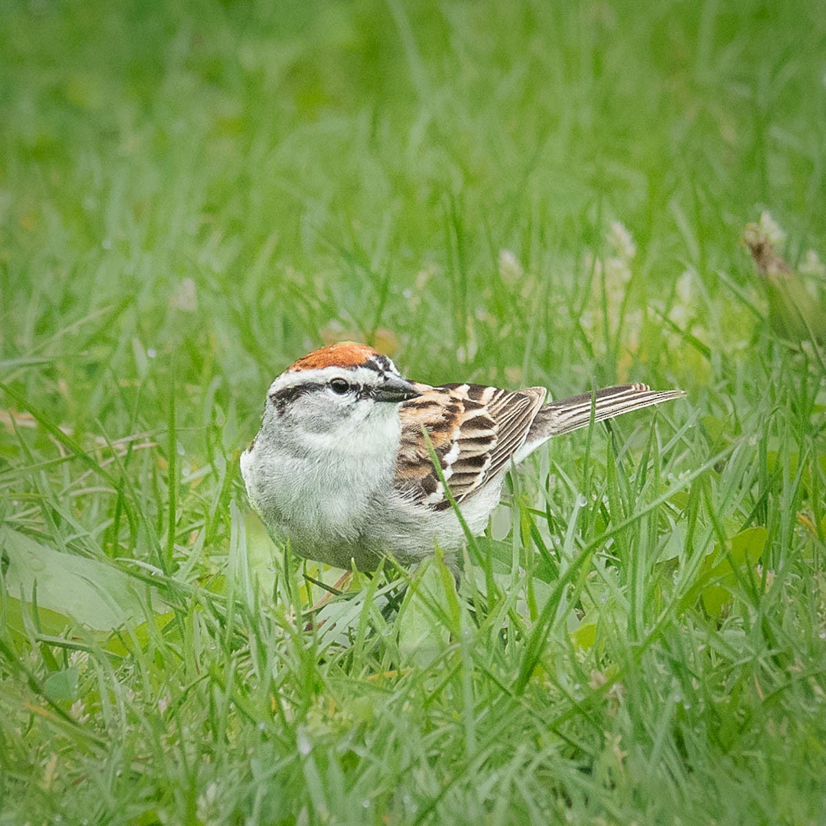 Chipping Sparrow - ML618348969