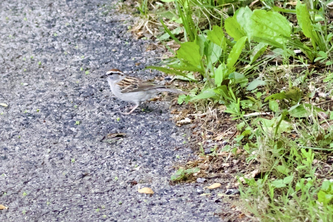 Chipping Sparrow - ML618349007