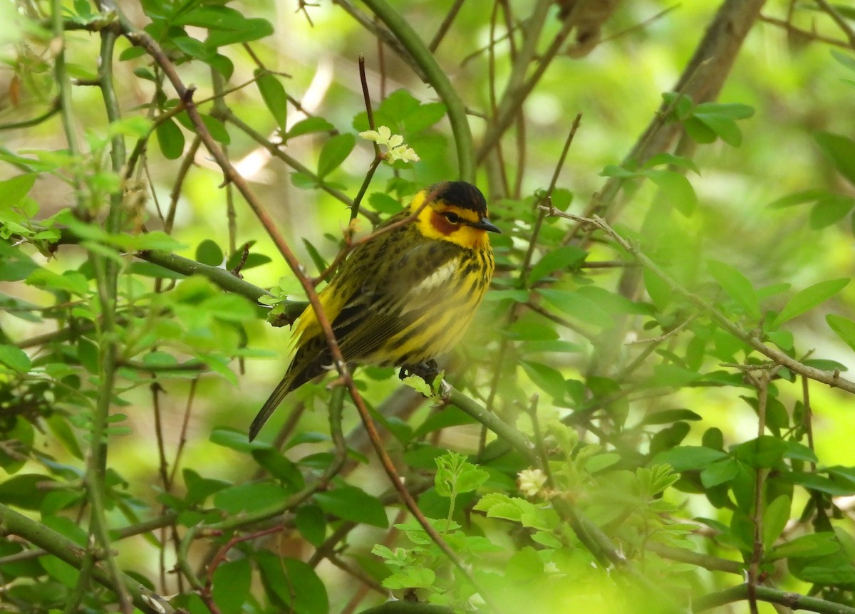 Cape May Warbler - ML618349042