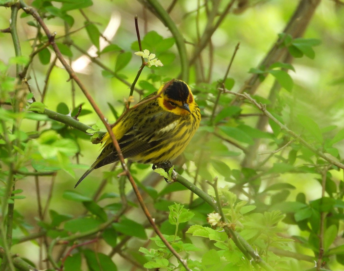 Cape May Warbler - ML618349047