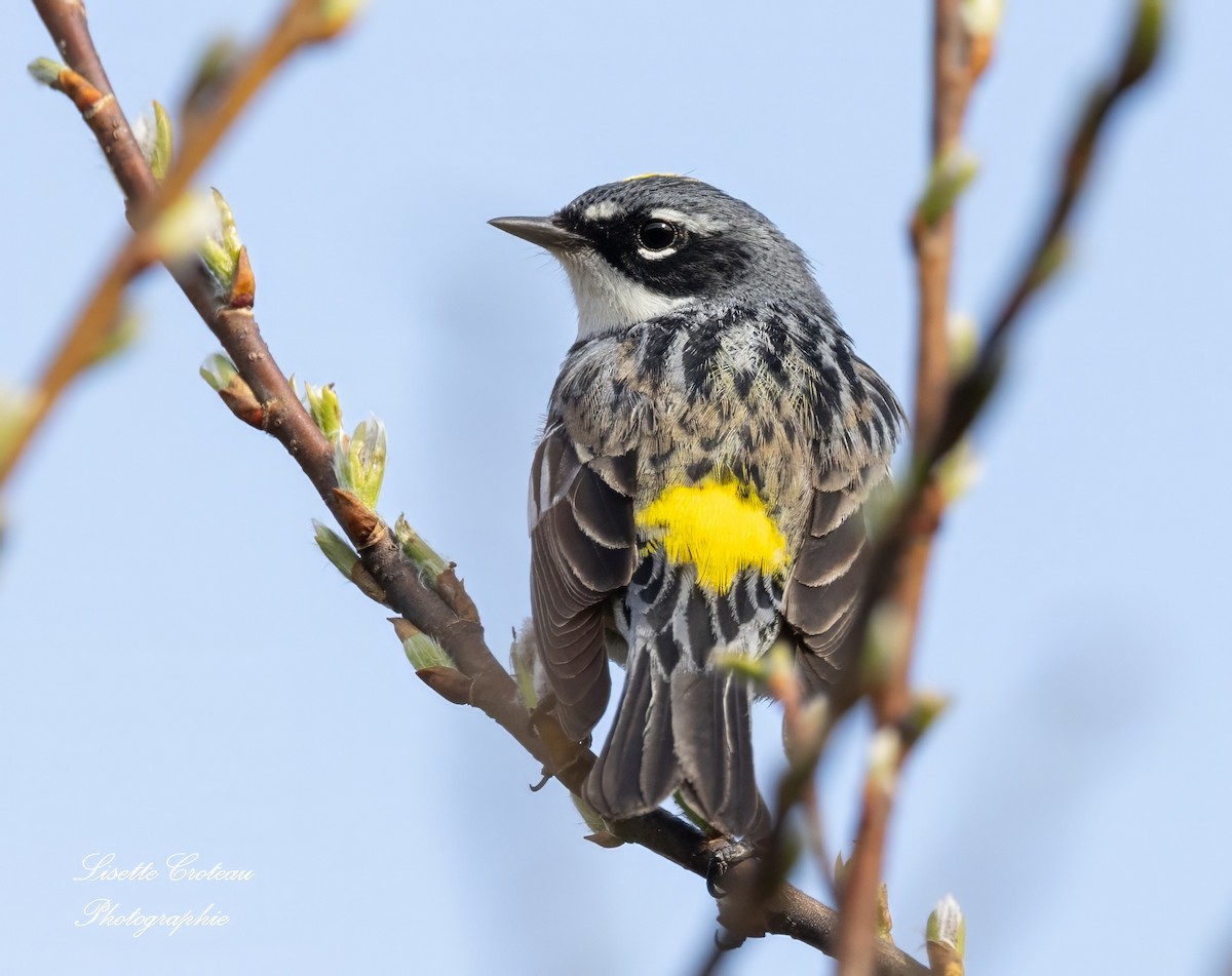 Yellow-rumped Warbler - Lisette Croteau