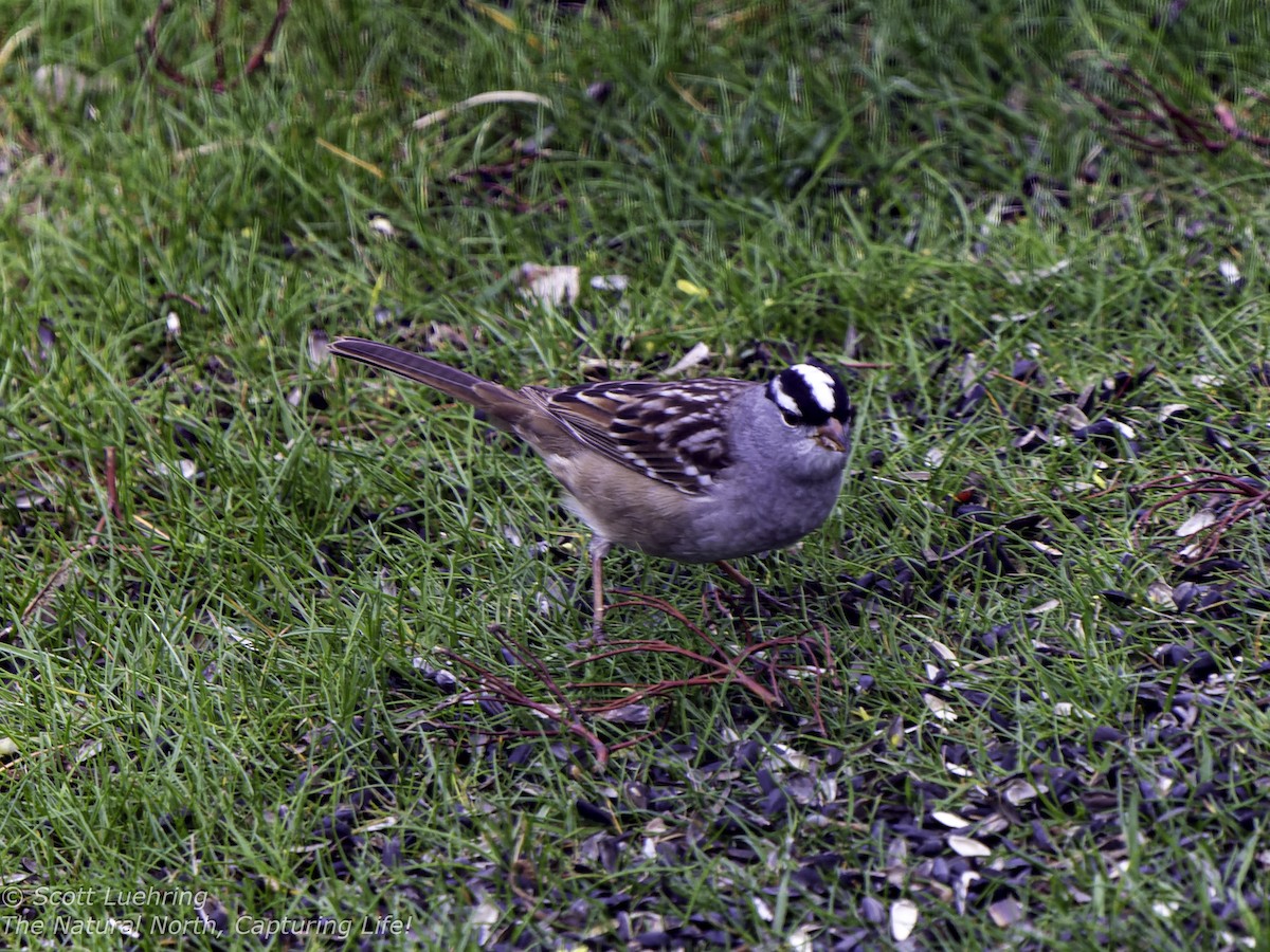 White-crowned Sparrow - ML618349131