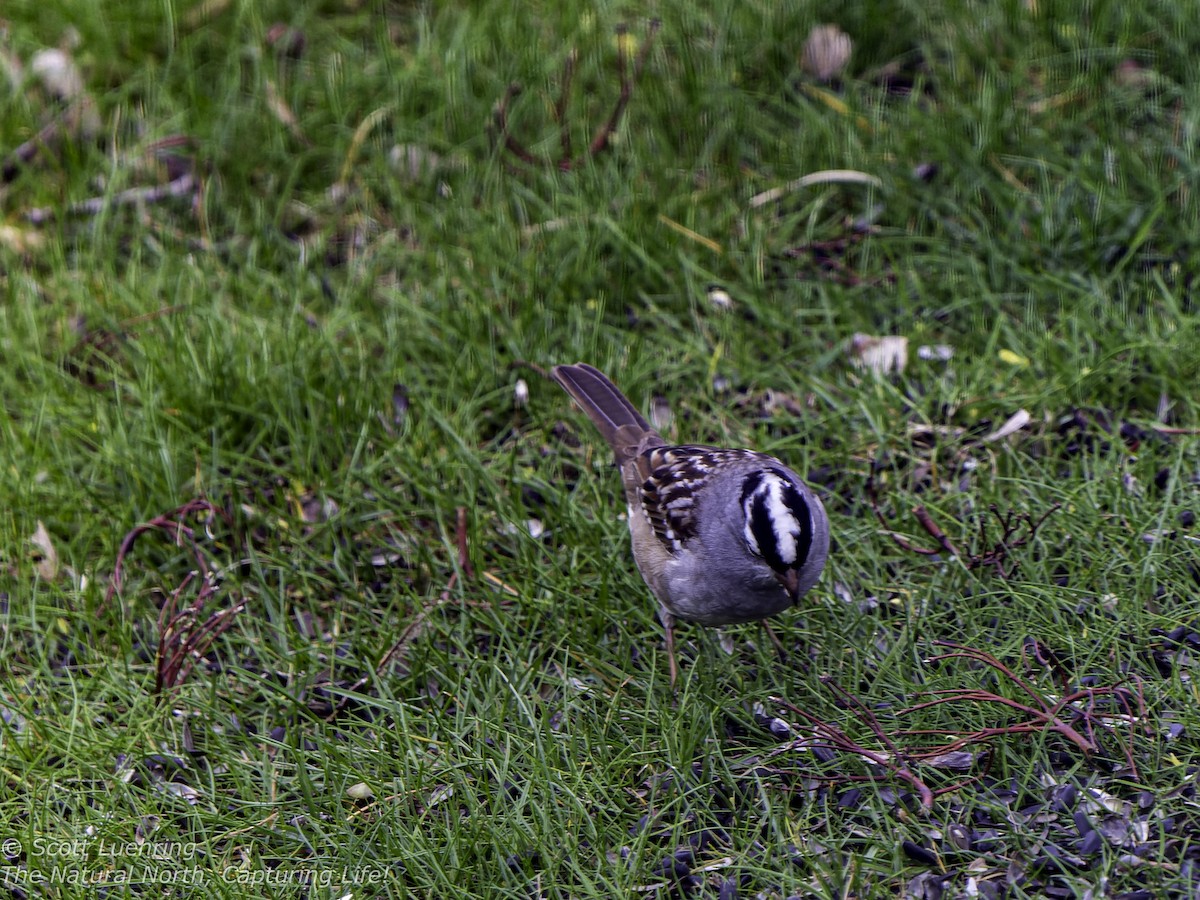 White-crowned Sparrow - ML618349132