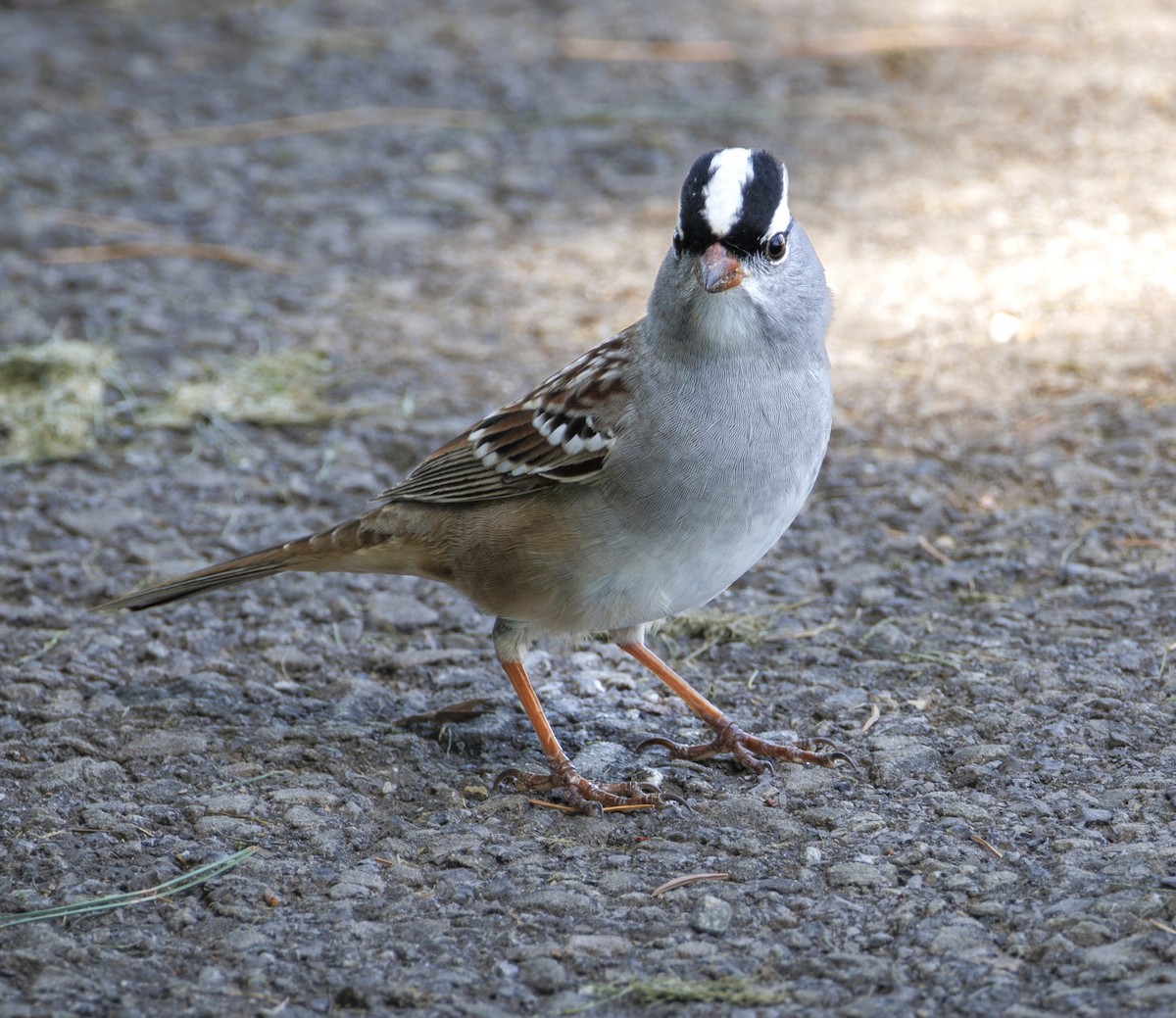 White-crowned Sparrow - ML618349139