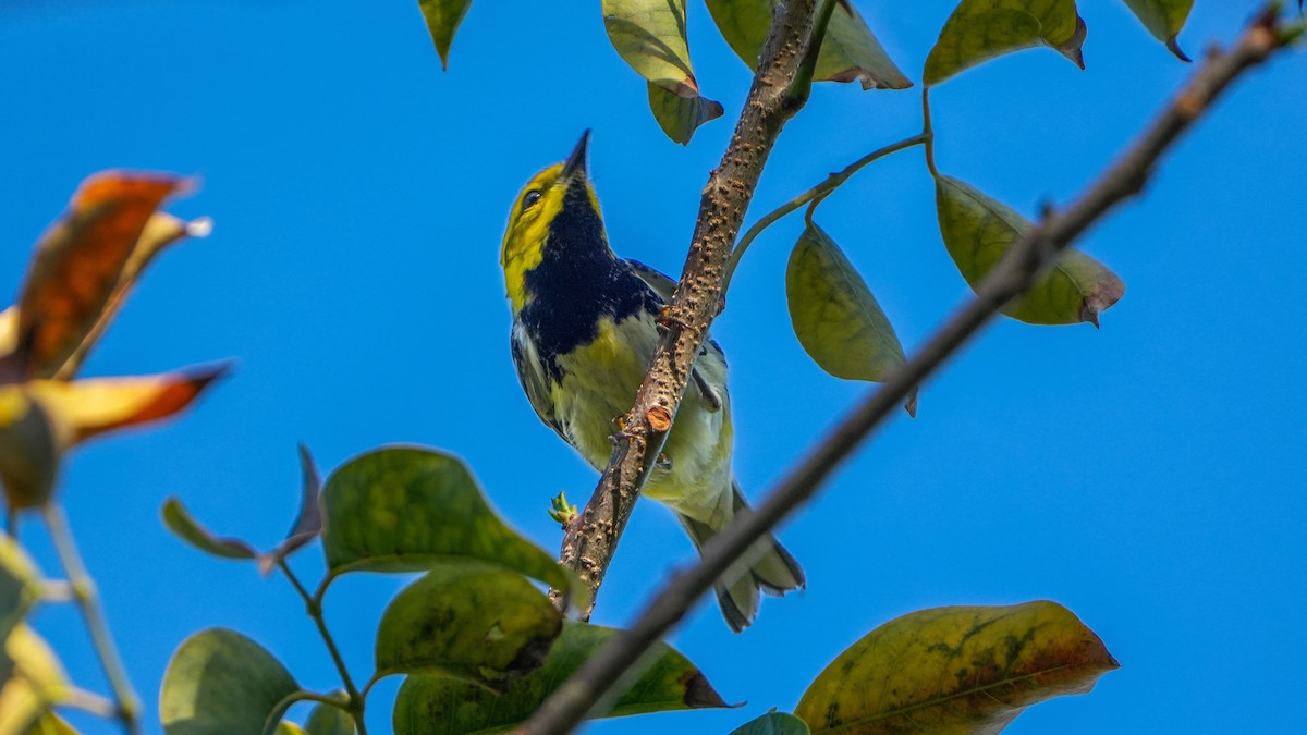 Black-throated Green Warbler - Tuly  Datena