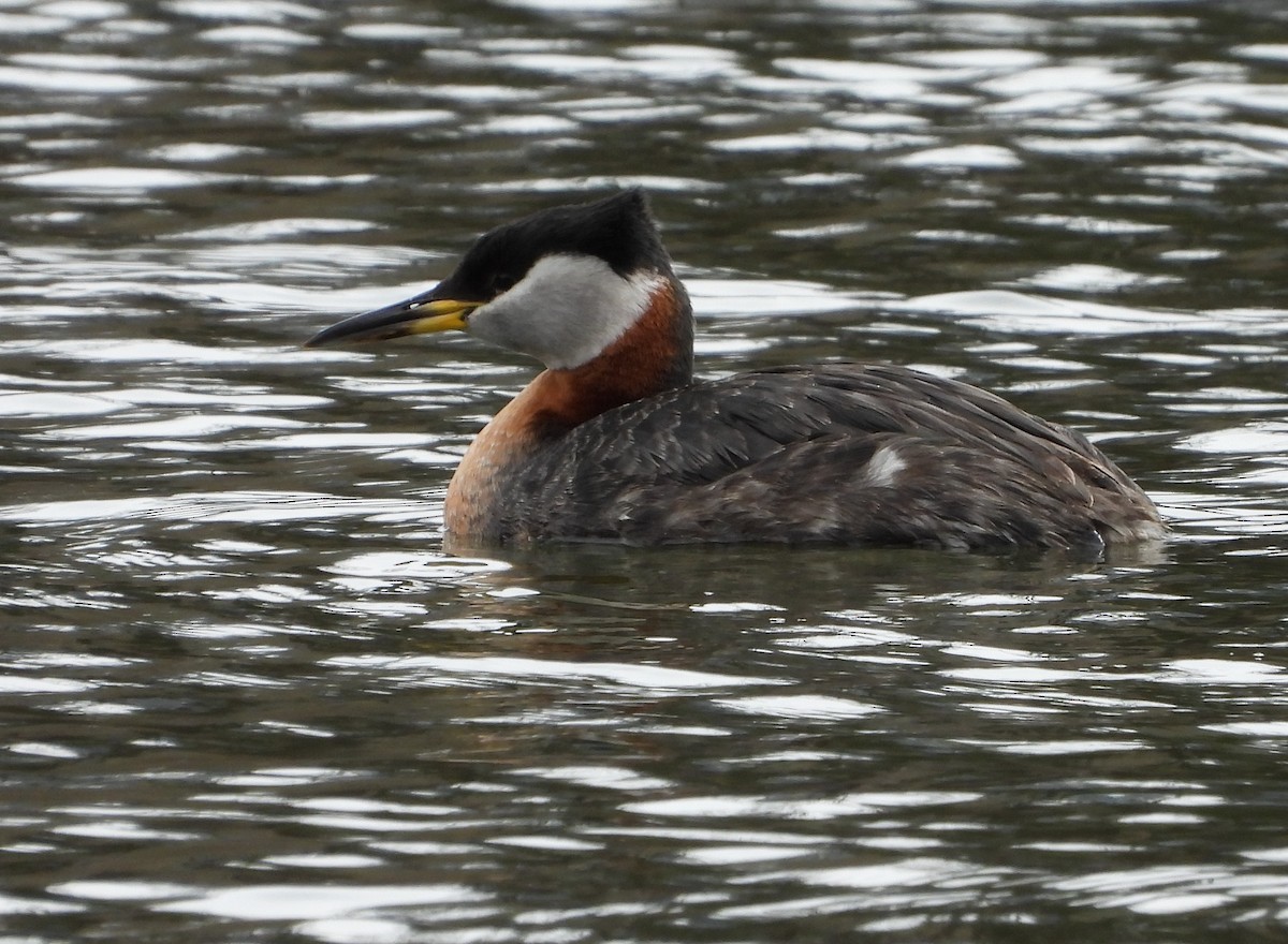 Red-necked Grebe - ML618349193