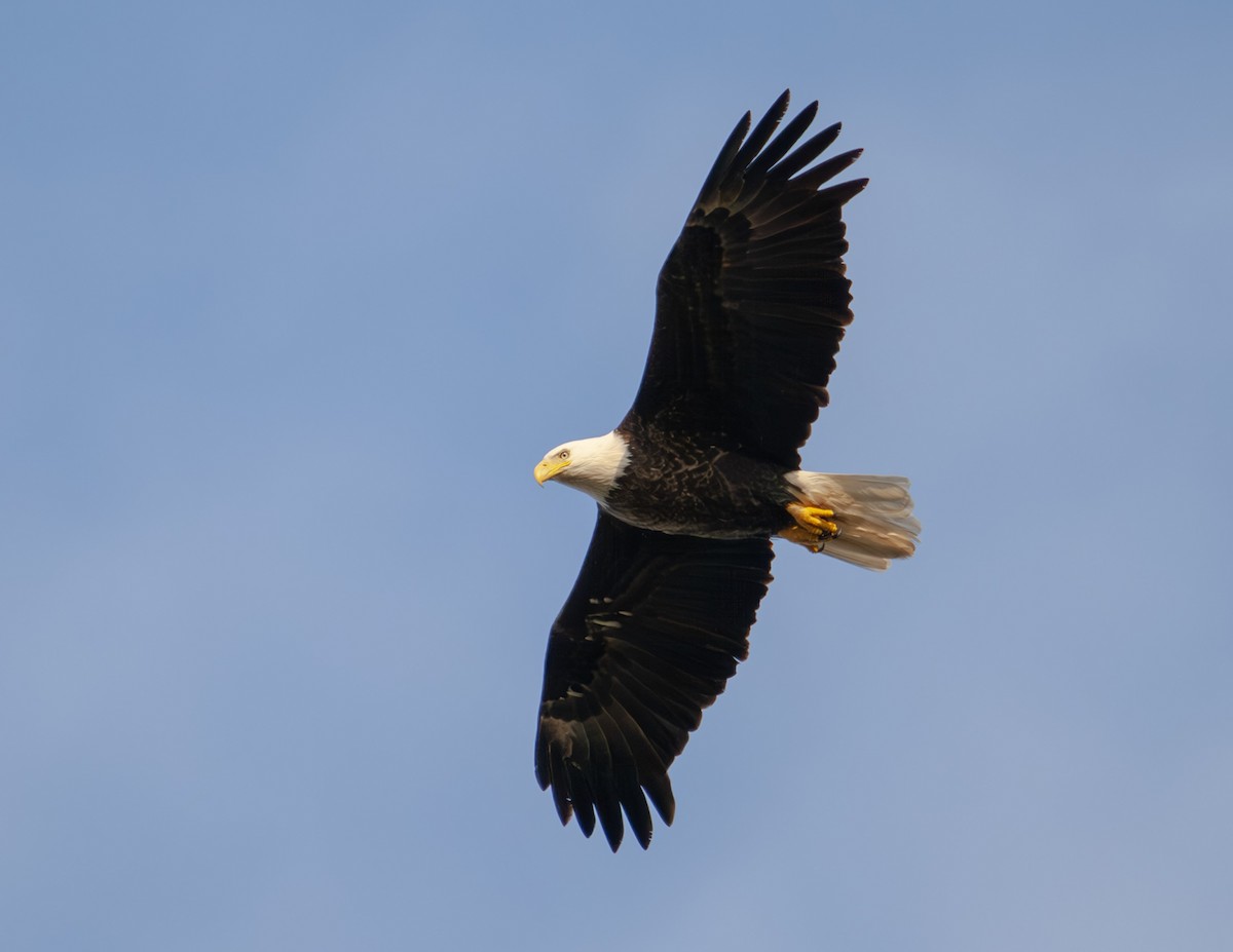Bald Eagle - Sydney Peck
