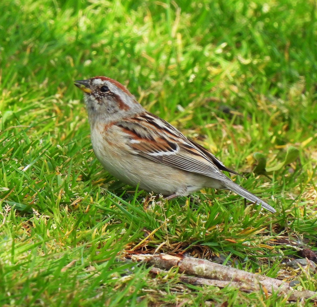 American Tree Sparrow - ML618349242