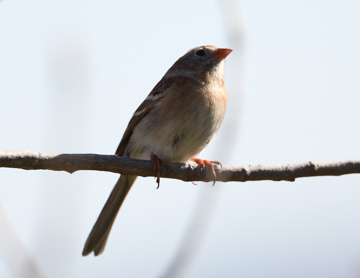 Field Sparrow - ML618349250