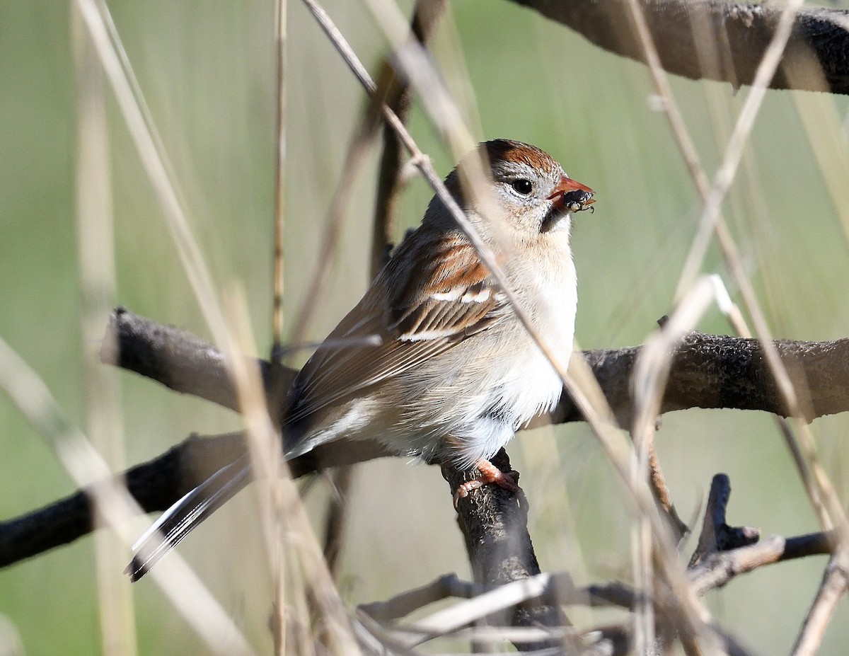 Field Sparrow - ML618349251