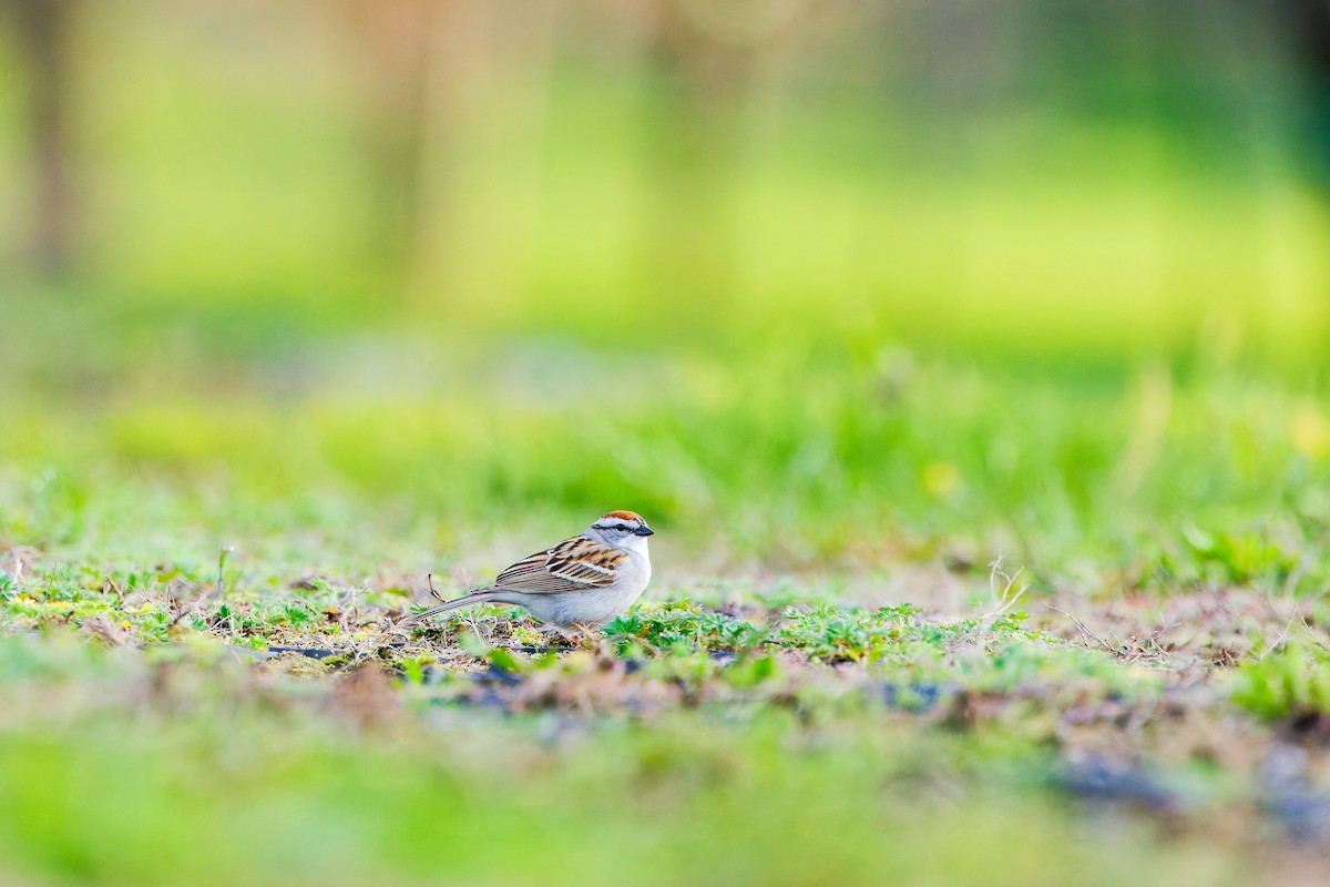 Chipping Sparrow - Darry W.