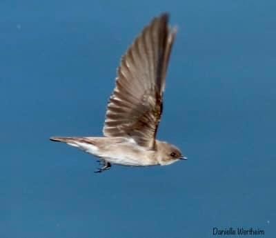 Northern Rough-winged Swallow - ML618349280