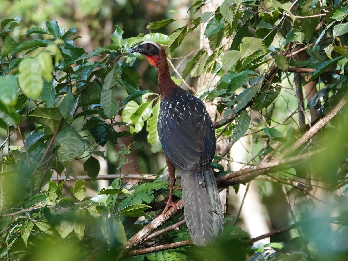 White-crested Guan - ML618349282