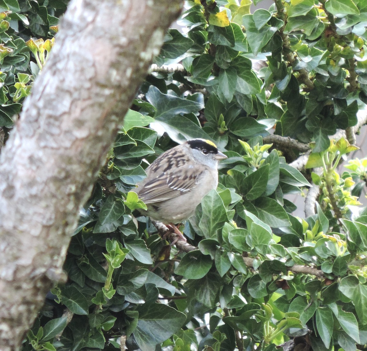 Golden-crowned Sparrow - ML618349291