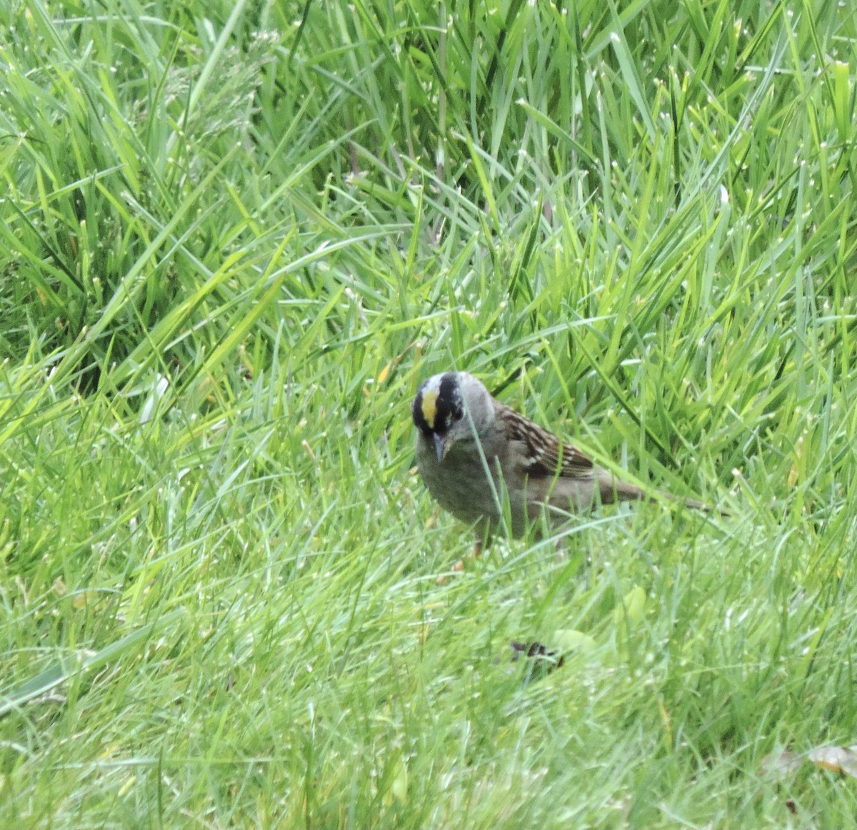 Golden-crowned Sparrow - ML618349292
