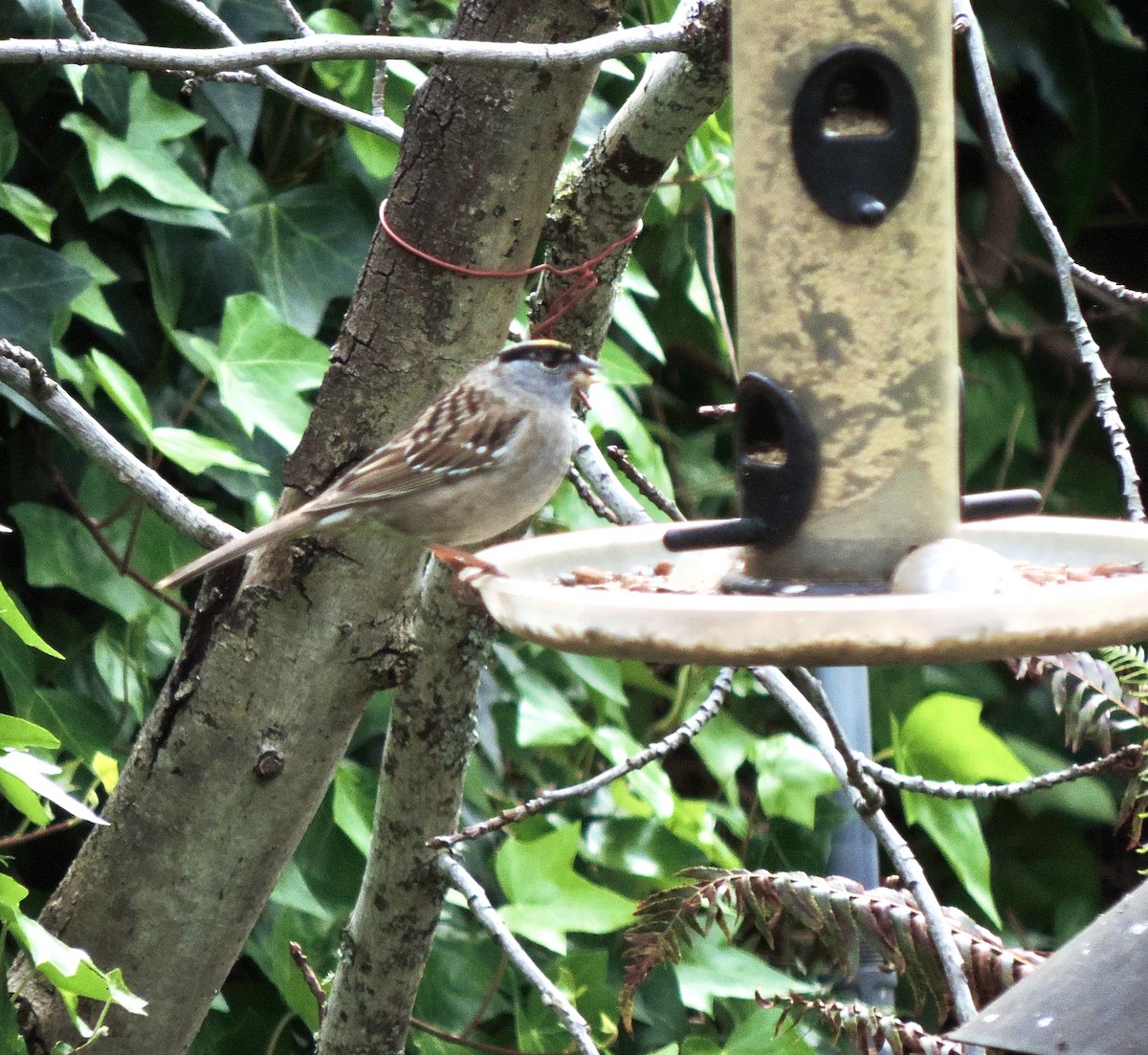 Golden-crowned Sparrow - ML618349293