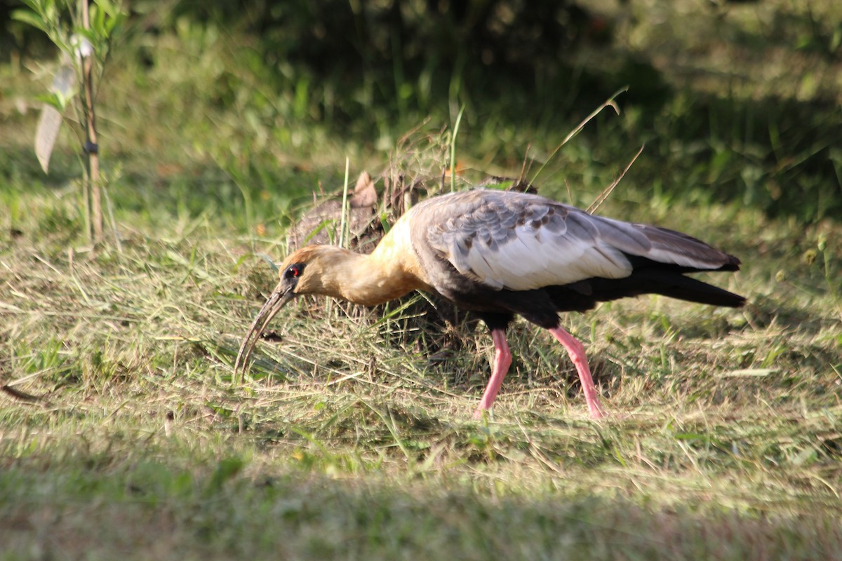 ibis bělokřídlý - ML618349295