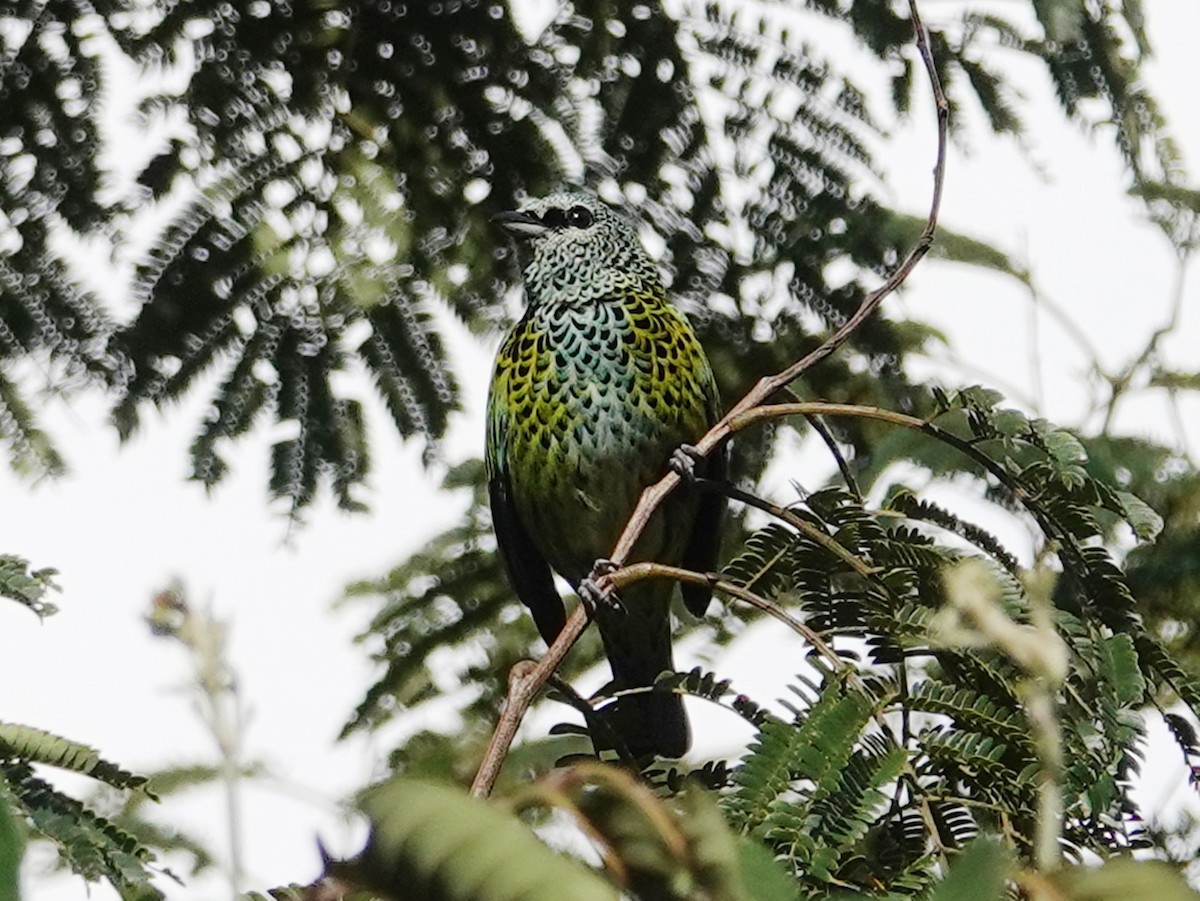 Spotted Tanager - ML618349296