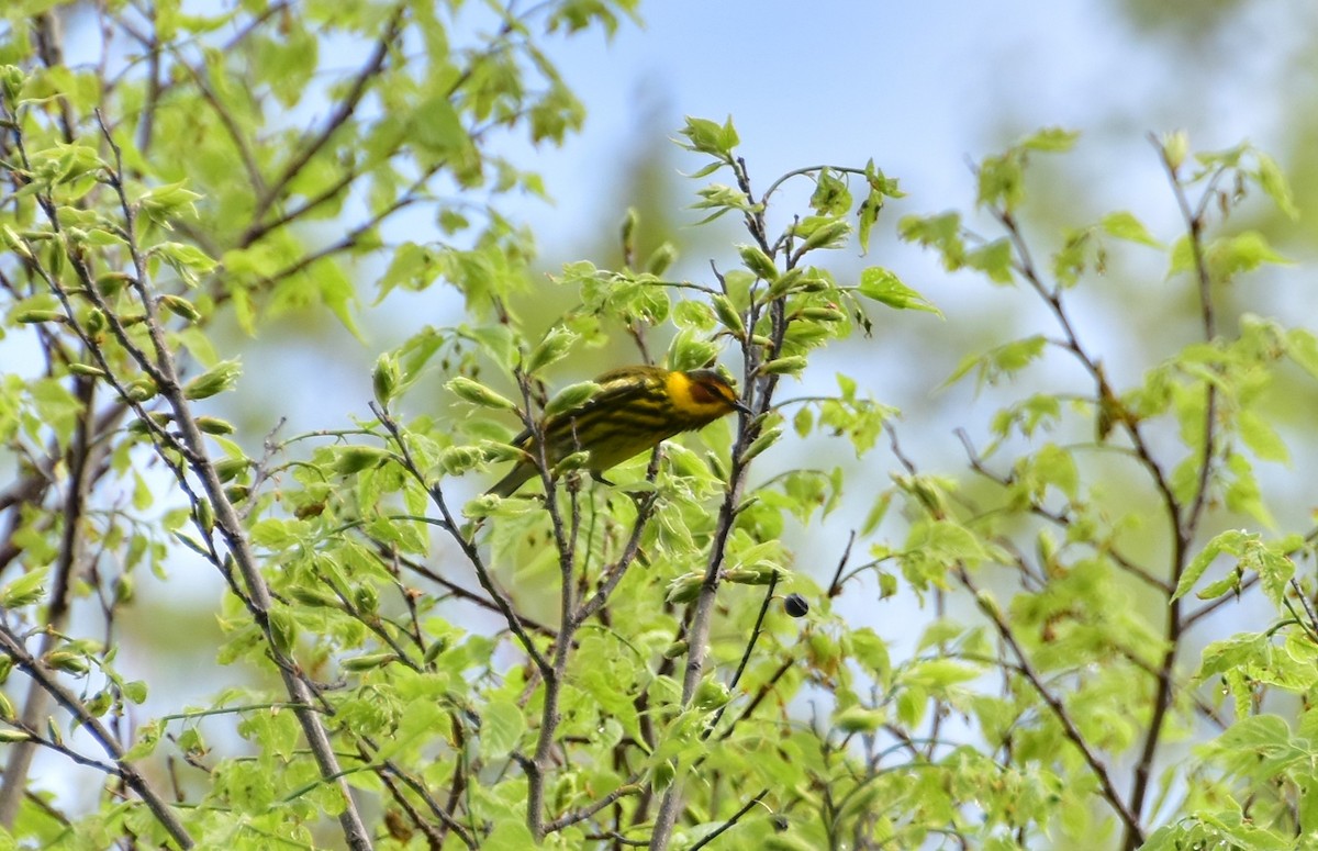 Cape May Warbler - ML618349309