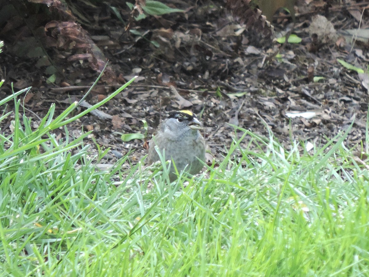 Golden-crowned Sparrow - Sylvia Maulding