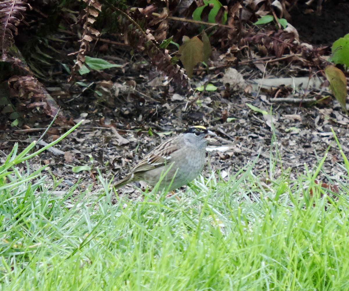 Golden-crowned Sparrow - Sylvia Maulding
