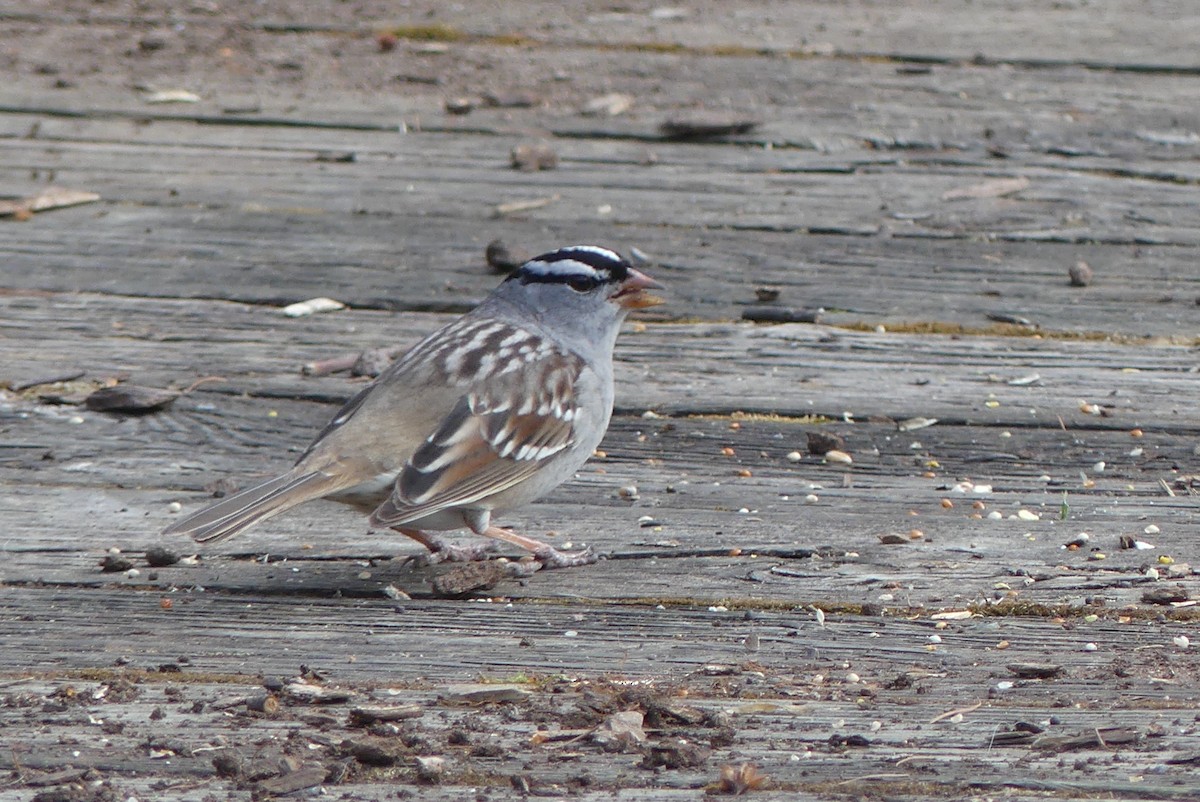 White-crowned Sparrow - ML618349328