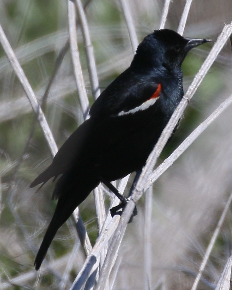Tricolored Blackbird - ML618349335