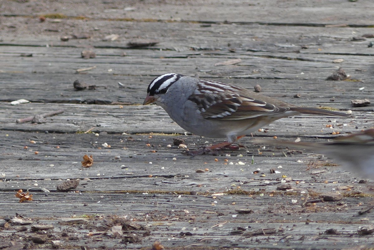 White-crowned Sparrow - ML618349337