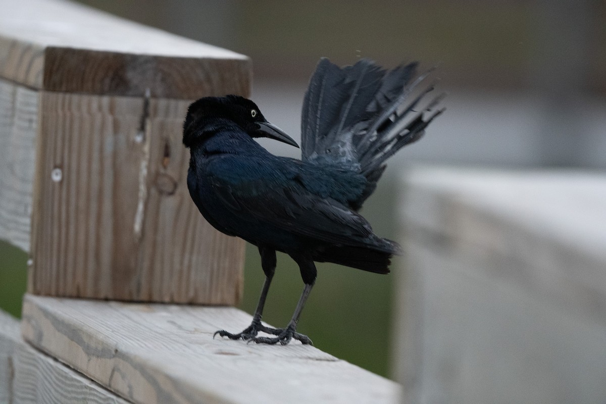 Great-tailed Grackle - ML618349341