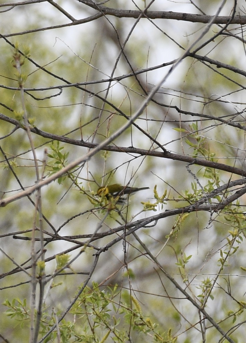 Black-throated Green Warbler - ML618349344