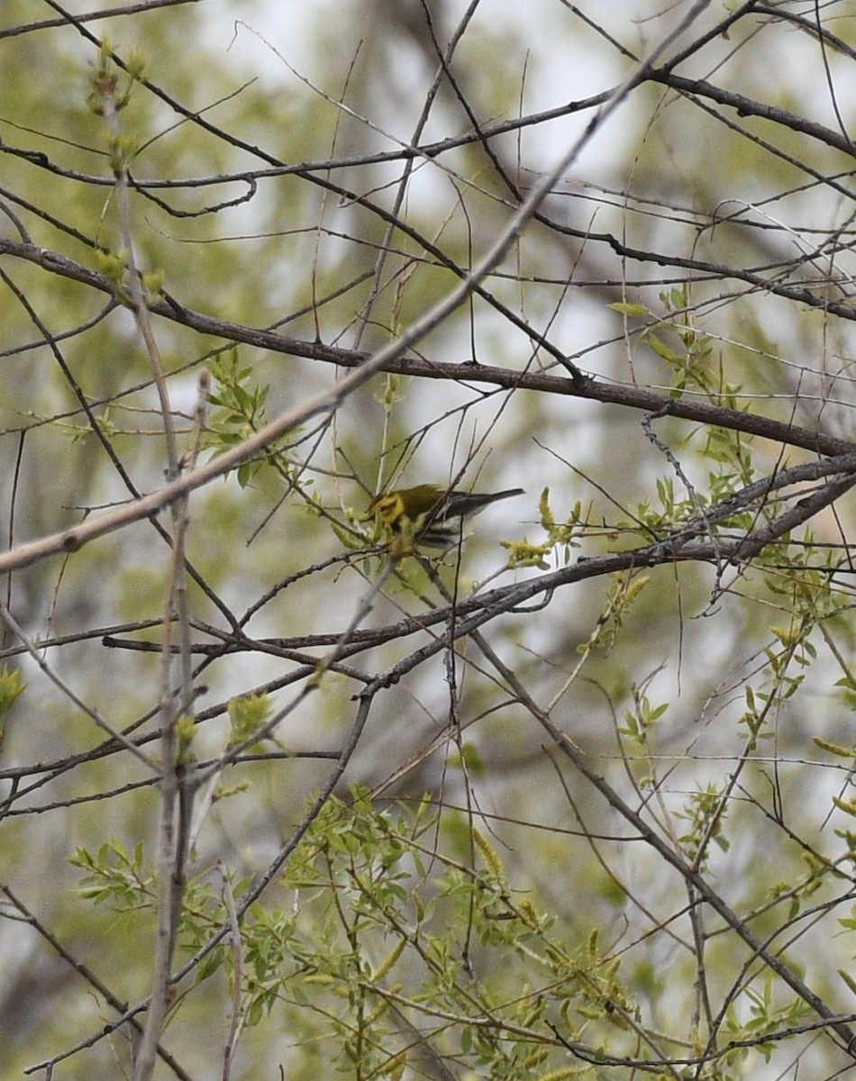 Black-throated Green Warbler - ML618349345