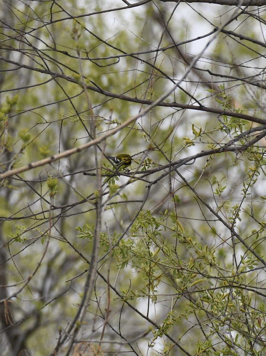 Black-throated Green Warbler - ML618349346