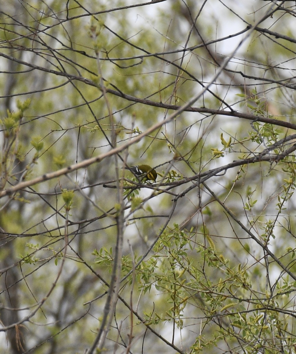 Black-throated Green Warbler - Josh Bruening
