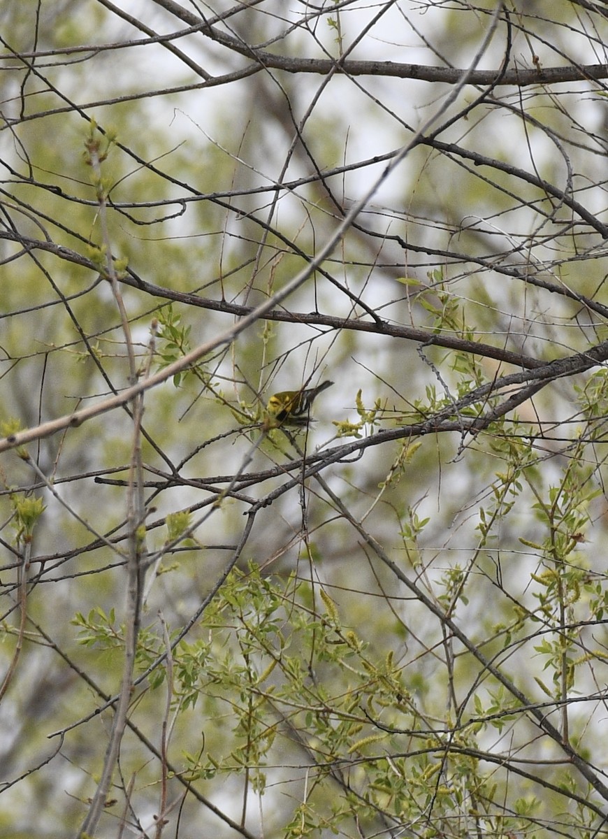 Black-throated Green Warbler - ML618349348