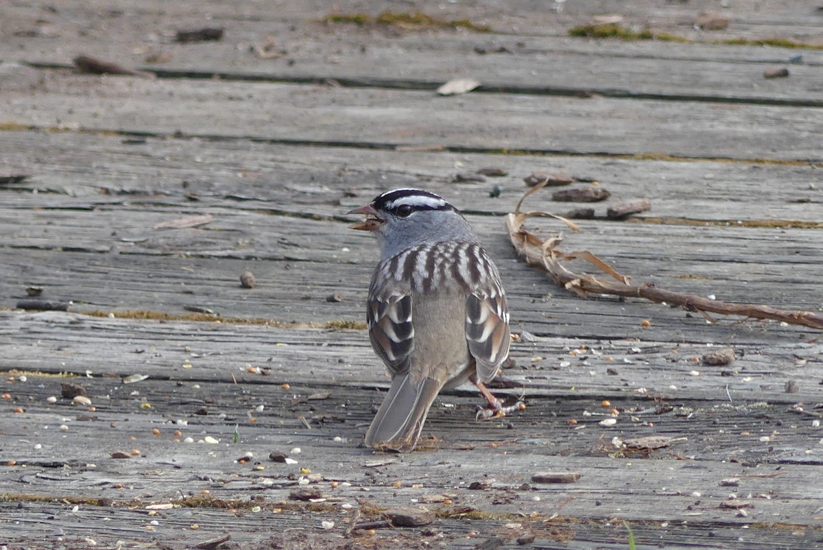 White-crowned Sparrow - ML618349357