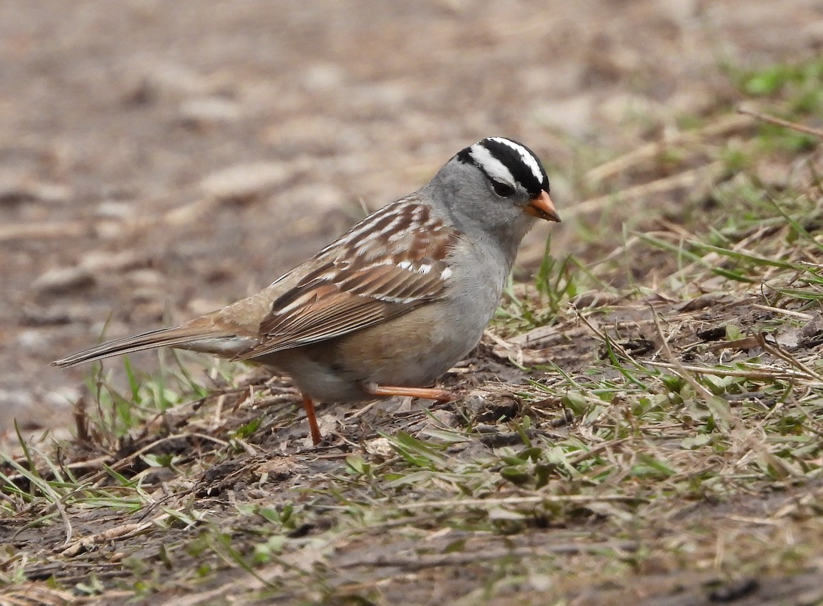 White-crowned Sparrow - Helen Diakow