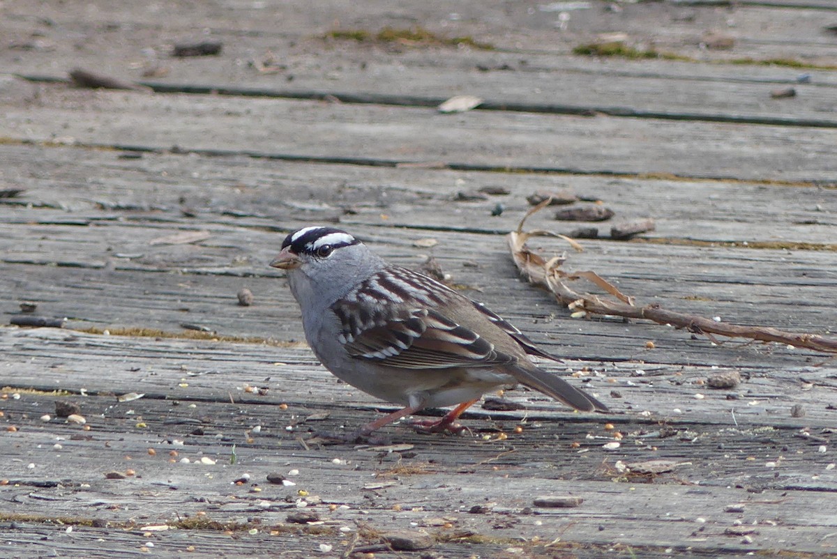 White-crowned Sparrow - ML618349362