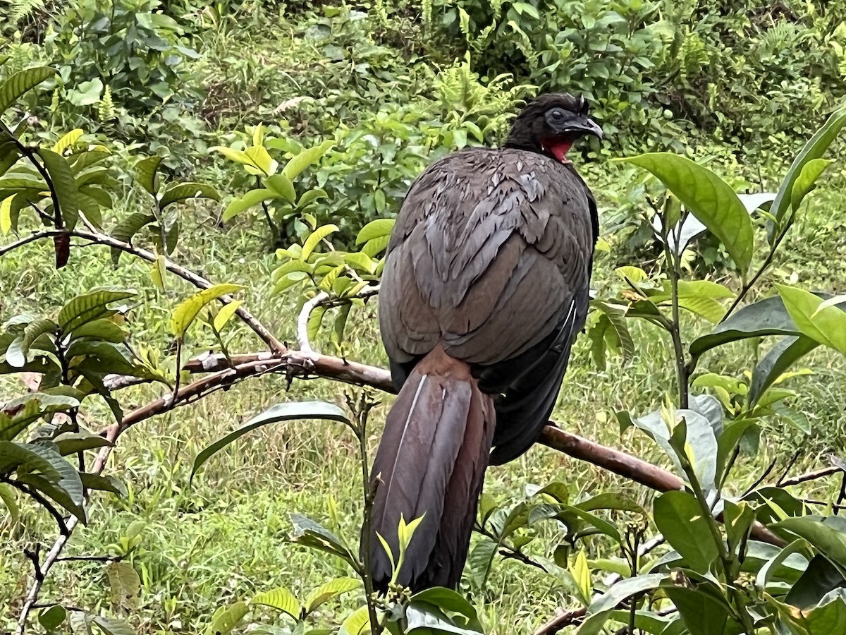 Crested Guan - ML618349367