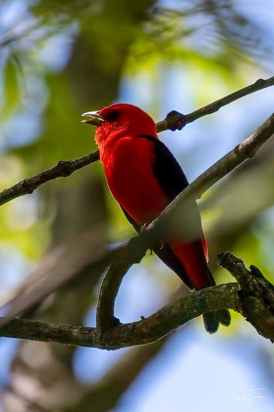 Scarlet Tanager - ML618349385