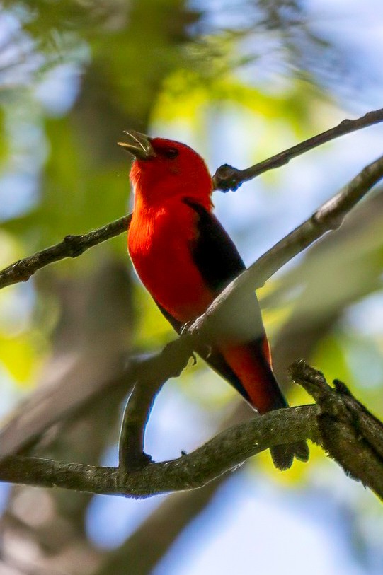 Scarlet Tanager - ML618349388