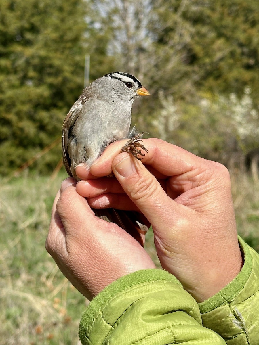White-crowned Sparrow - ML618349410